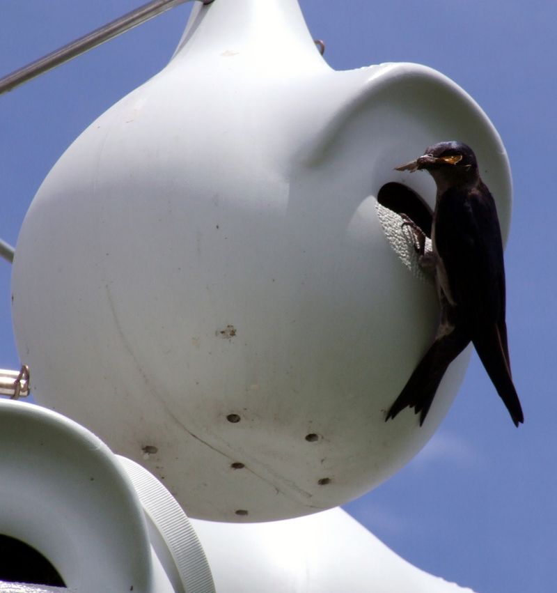 The Bird That Eats Bugs All Day Long