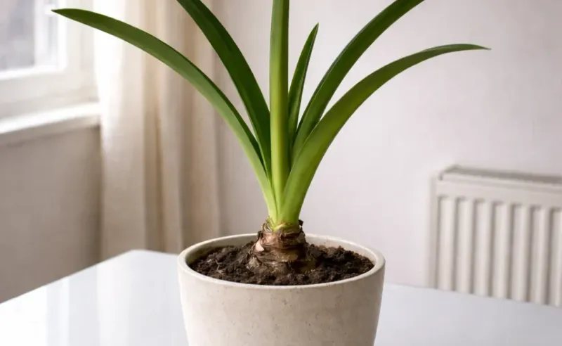 The Bulb Must Build Reserves Before It Can Flower The Bulb Must Build Reserves Before It Can Flower
