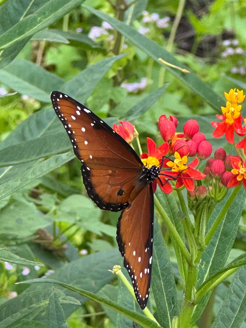 The Butterfly Garden and Walking Trail