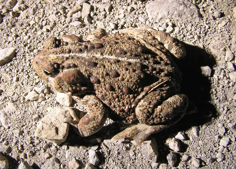 The California lawn evidence favors insects over slugs