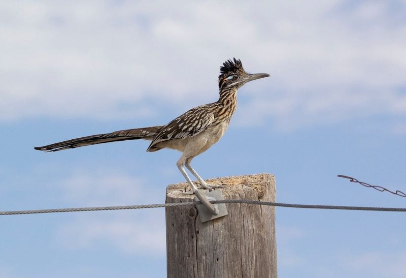 The Fence Pause Has Several Ordinary Explanations