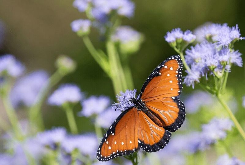 The Flowers Feed Adult Butterflies, Not Monarch Caterpillars