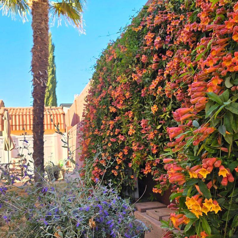 The Fragrant Show Arrives Before Peak Summer