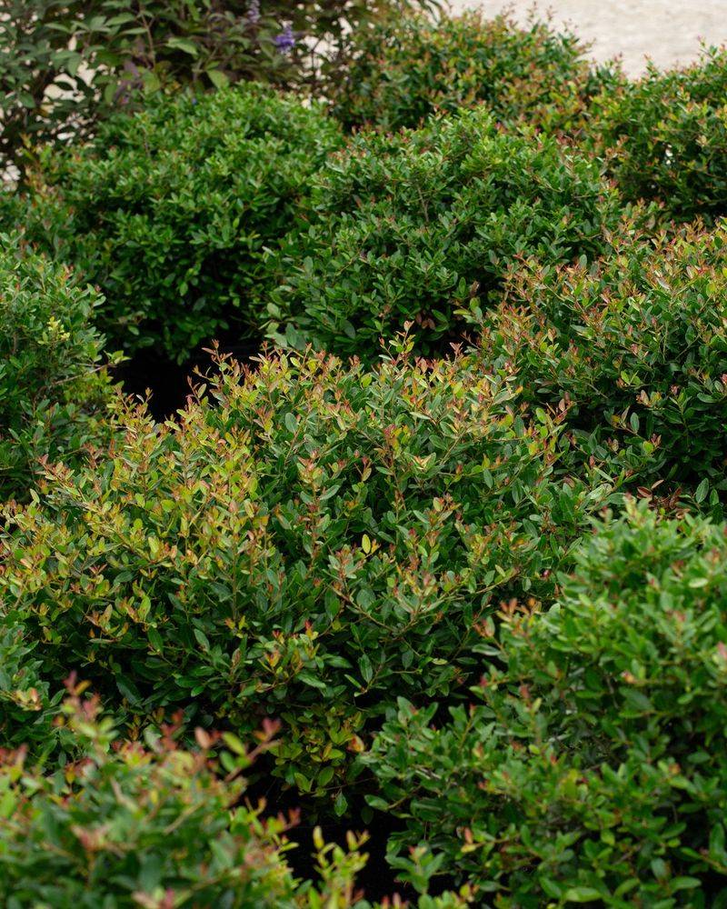 The Full Species Can Outgrow a Small Corner The Full Species Can Outgrow a Small Corner