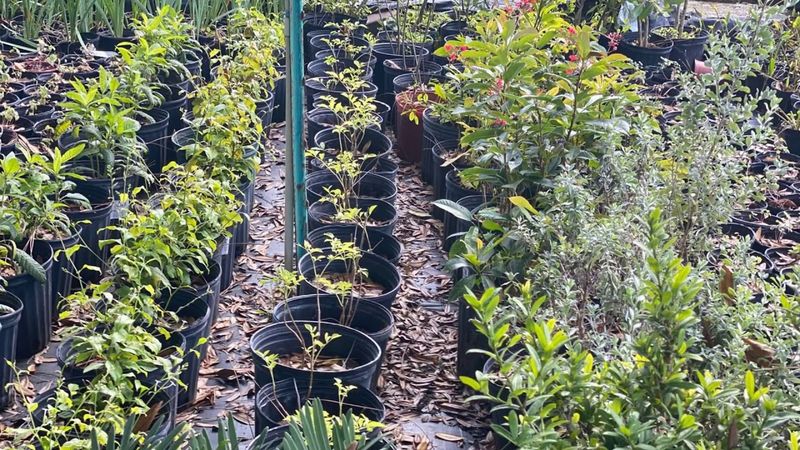 The Institute for Regional Conservation Natives For Your Neighborhood Nursery