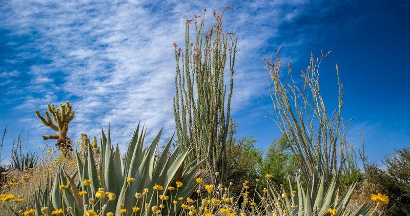 The Living Desert, Palm Desert