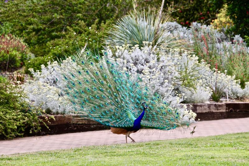 The Los Angeles County Arboretum and Botanic Garden