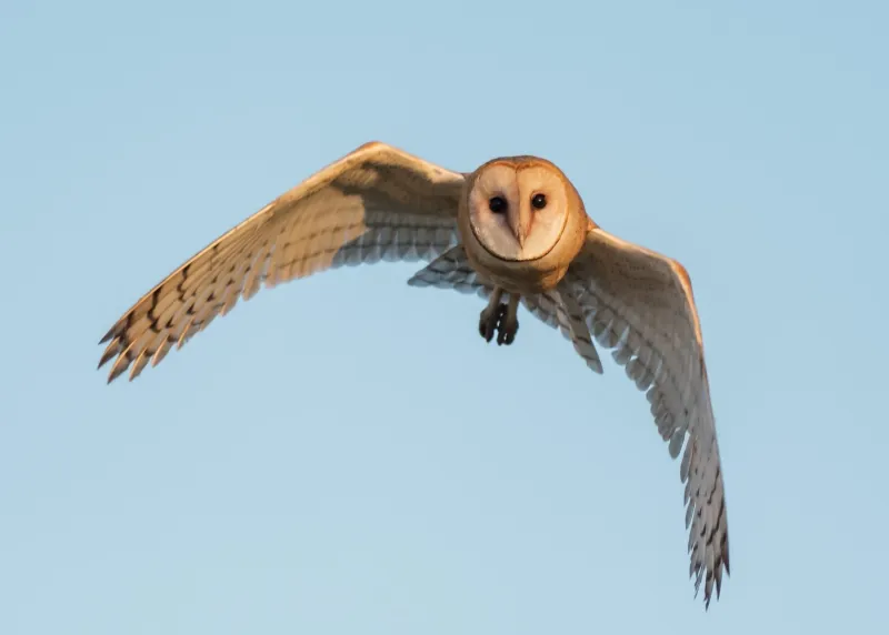 The Pale, Low-Flying Hunter May Be an American Barn Owl