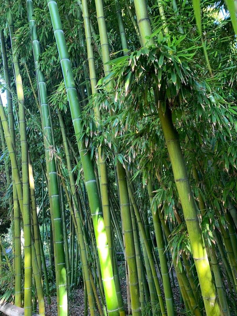 The San Diego Botanic Garden