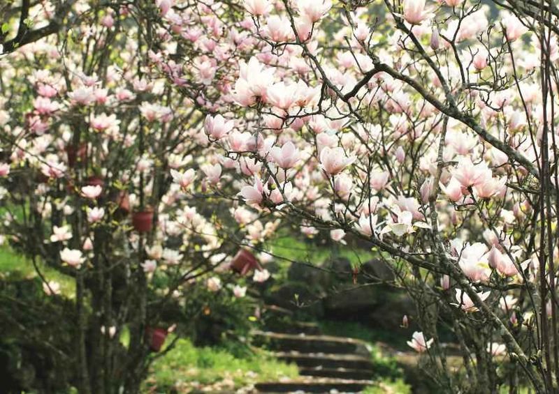 The San Francisco Botanical Garden