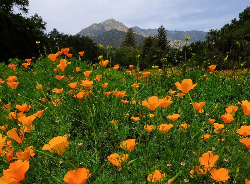 The Santa Barbara Botanic Garden