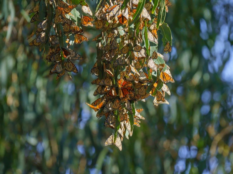 The Site Returns, but the Same Butterfly May Not