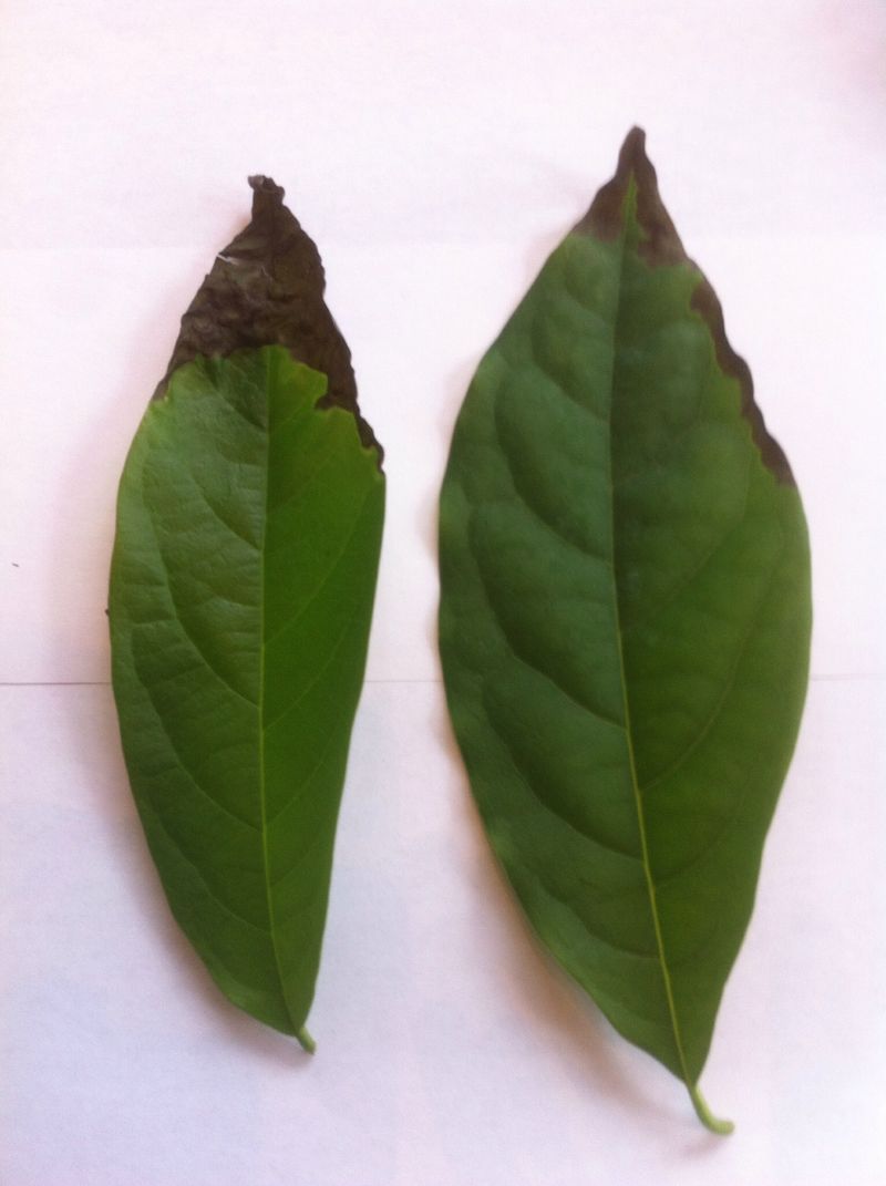 The Tip-First Pattern Suggests Salt Stress