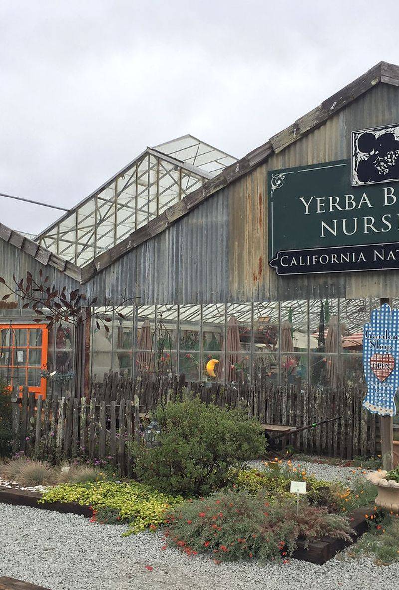 The Watershed Nursery Native Plant Sales at Yerba Buena Nursery (Half Moon Bay) The Watershed Nursery Native Plant Sales at Yerba Buena Nursery (Half Moon Bay)