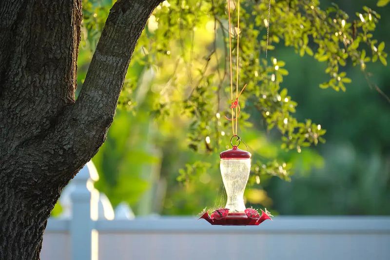 The Wide-Open Feeder With No Nearby Cover