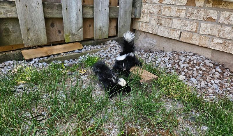 The animal may be searching for more than grubs
