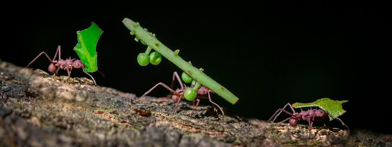 The ants carry leaves to cultivate a fungus garden