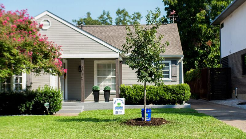 The better choice depends on what the yard needs