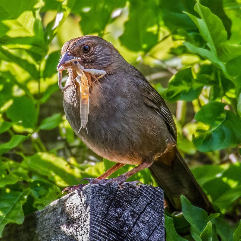The bird may be uncovering several kinds of food