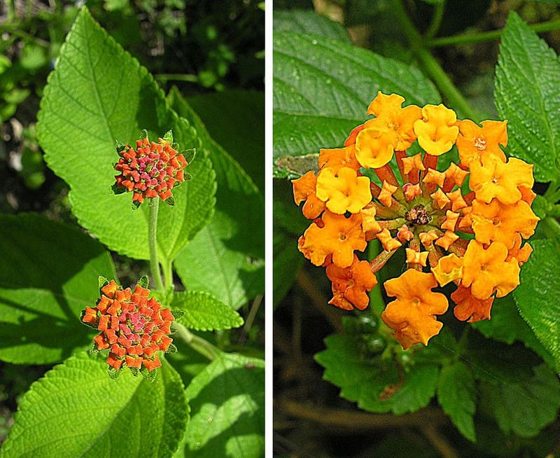 The botanical name separates the native from ordinary nursery lantana