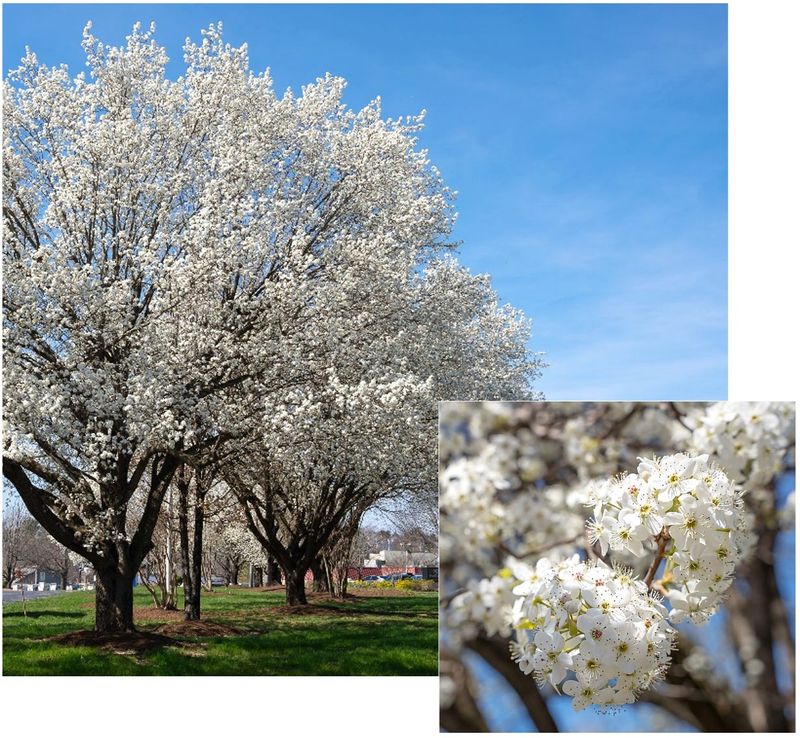 The broader Callery pear group can spread beyond the yard