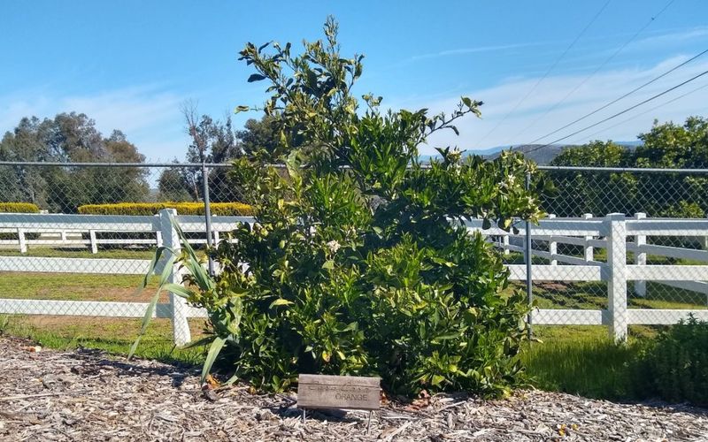 The citrus-removal decision is not a statewide ban