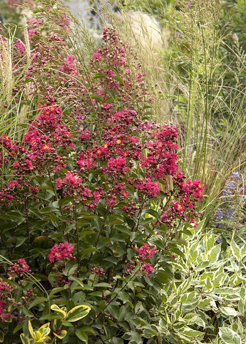 The color and timing of the seed head change the decision