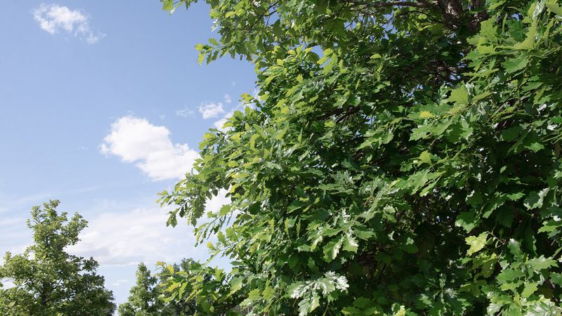 The cooling and bill-saving evidence depends on mature shade
