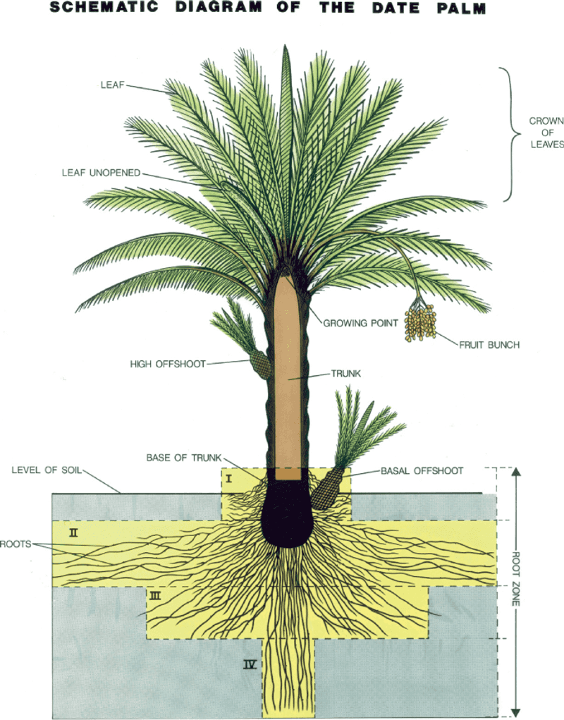 The crown protects the palm’s growing bud The crown protects the palm’s growing bud