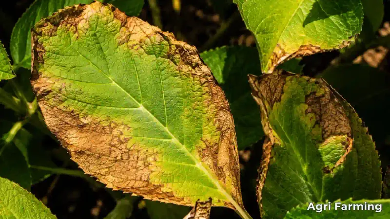 The damage pattern narrows the diagnosis