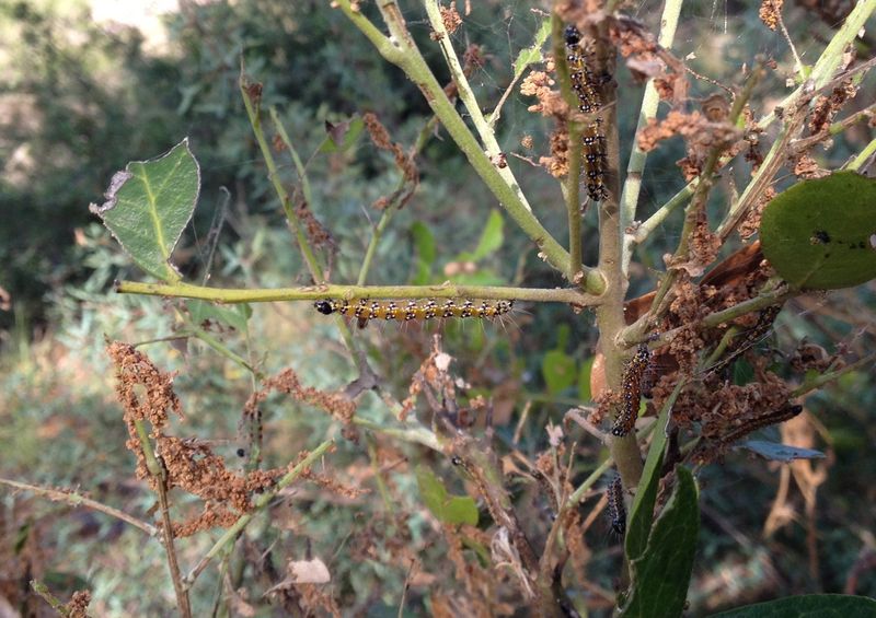 The damage reaches leaves, terminals, and flower buds