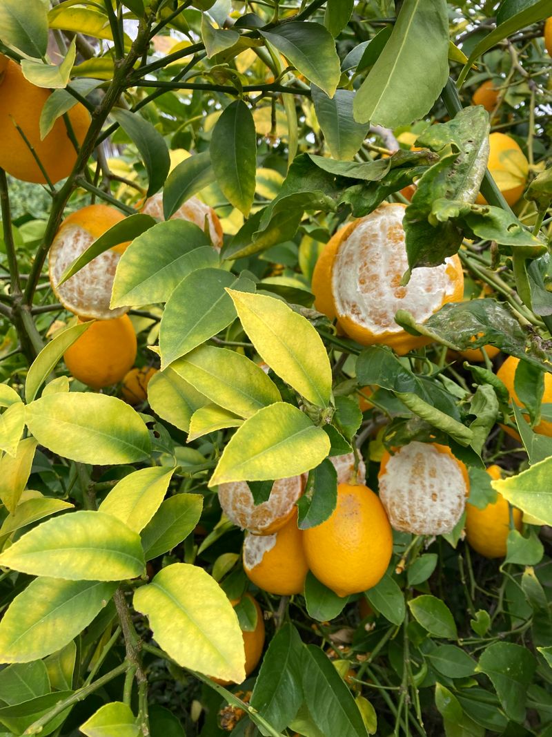 The damaged fruit does not identify the culprit