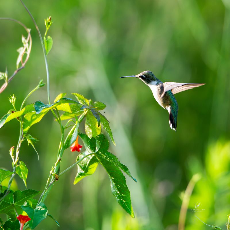 The defended territory may extend beyond the feeder