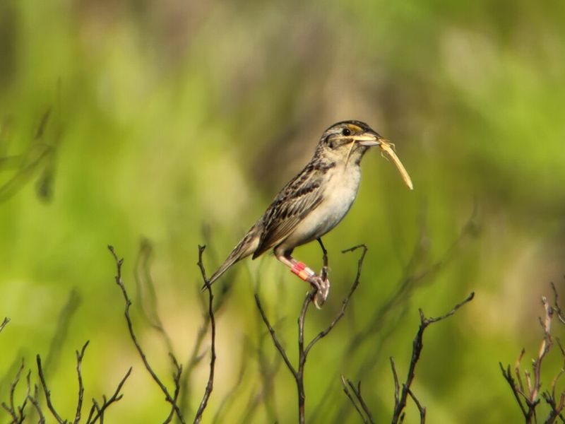 The evidence supports help, not guaranteed grasshopper control