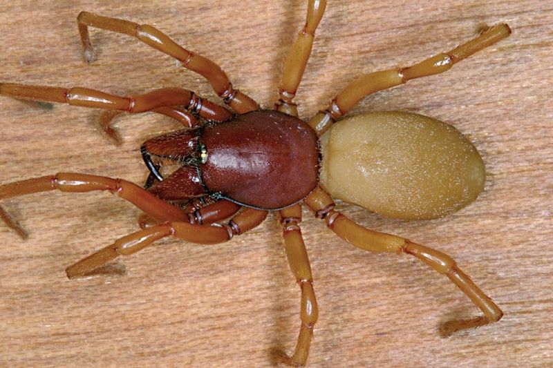 The evidence supports limited pill-bug predation The evidence supports limited pill-bug predation