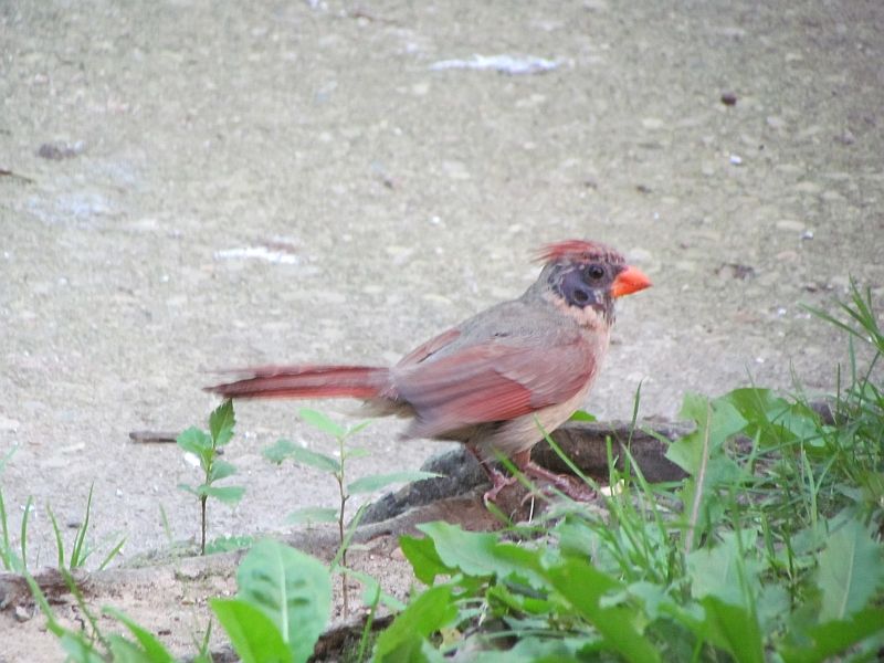 The fall takeaway: give the cardinal time, then act on real warning signs The fall takeaway: give the cardinal time, then act on real warning signs