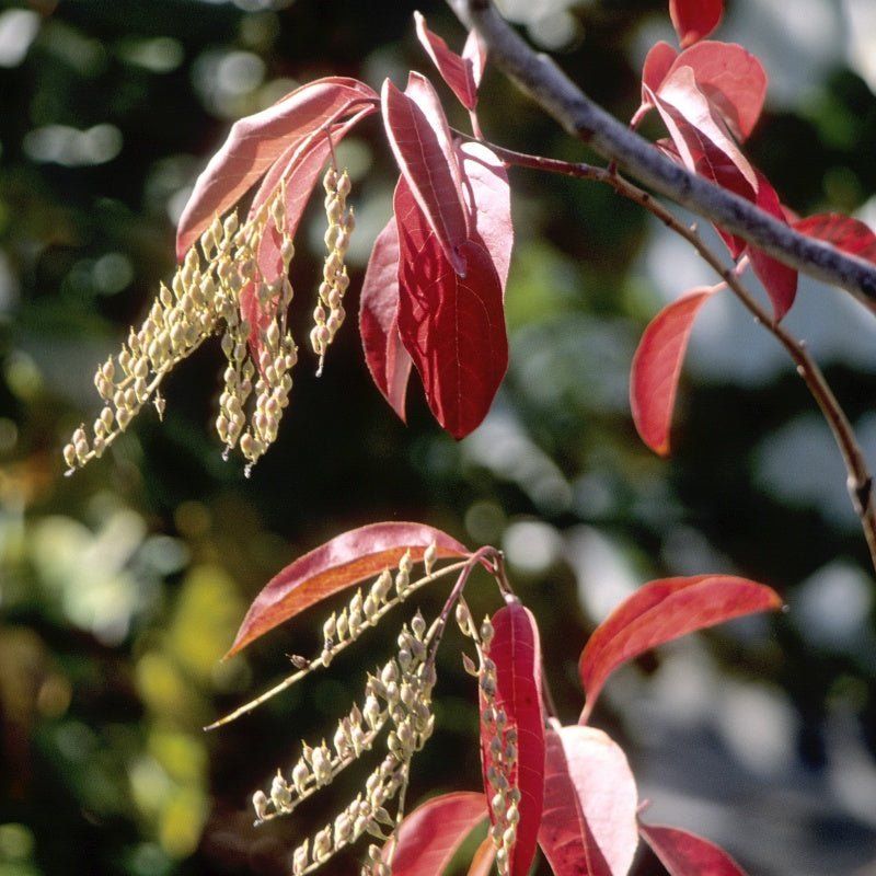 The flowers feed bees in summer, and the red leaves arrive later
