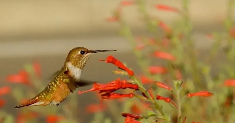 The flowers help hummingbirds, but the habitat does the rest