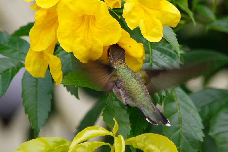 The flowers may support visiting wildlife