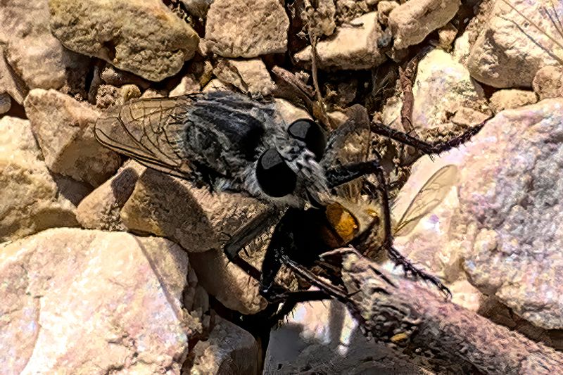 The fly is probably hunting, not feeding on your vegetables