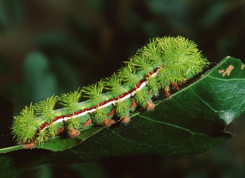 The green body and black-tipped spines provide the main clues