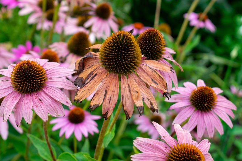 The harvest window starts after the petals fade The harvest window starts after the petals fade