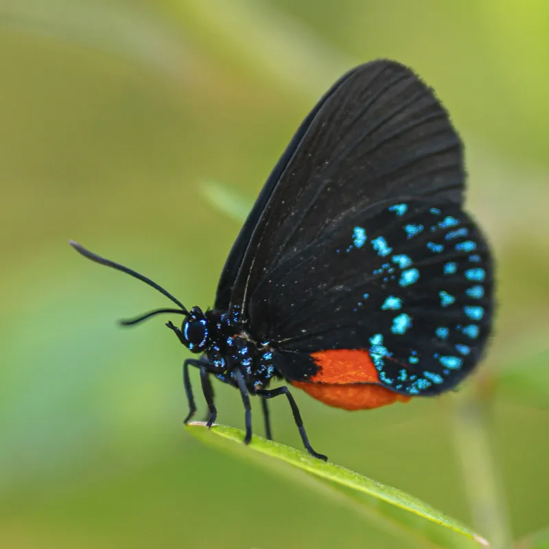 The host plants must match the butterflies you want
