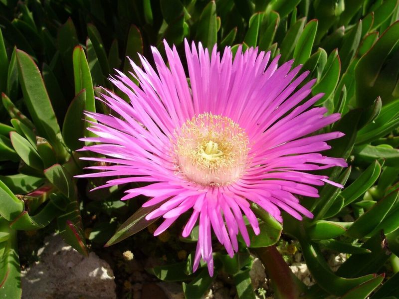 The “ice plant” in your yard may be more than one plant