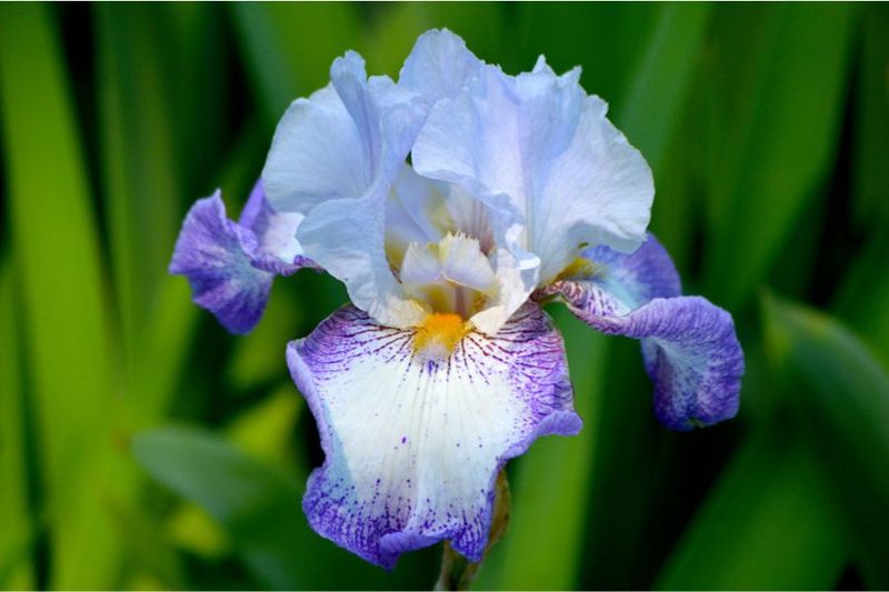 The iris task worth checking is bearded-iris sanitation