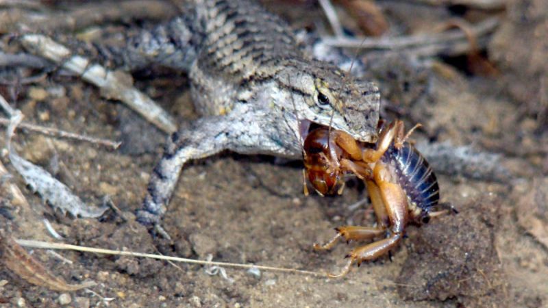 The lizards may have eaten pests, but they did not guarantee pest control