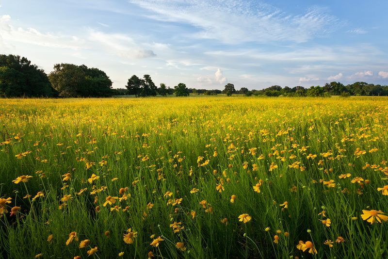The main payoff is a spring blanket of yellow