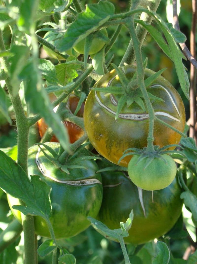 The moisture mistake behind specific fruit problems