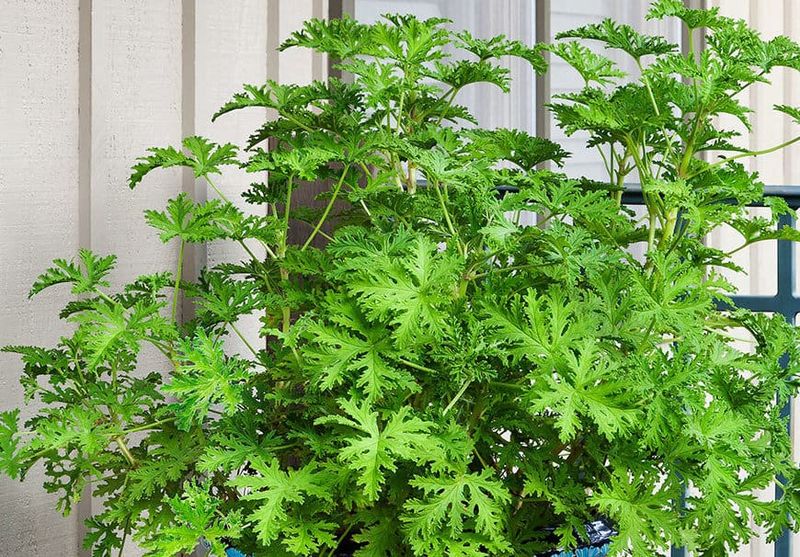 The “mosquito plant” is a scented geranium The “mosquito plant” is a scented geranium