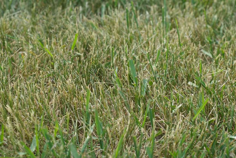 The mowing habit that weakens turf instead of feeding crabgrass